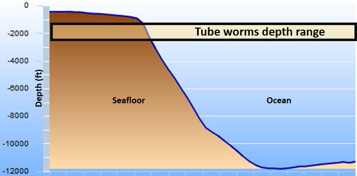 worm in depth