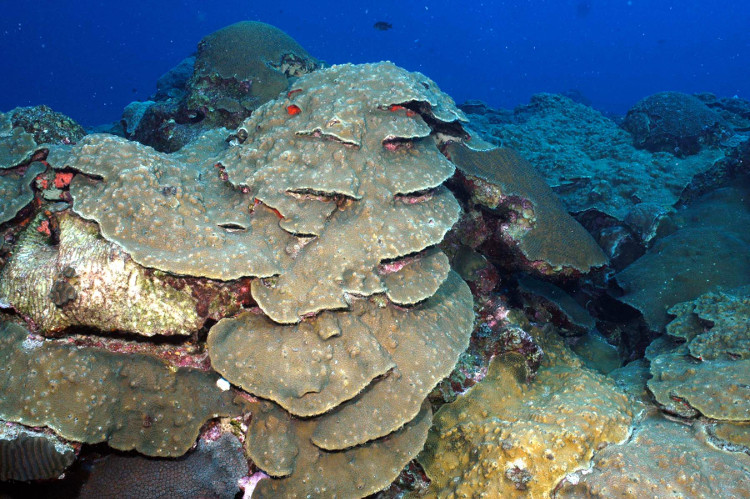 Causes of Coral Reef Decline