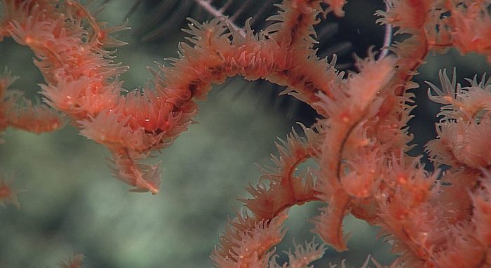 Ancient Deep-Sea Corals