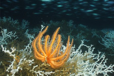 Deep-water Coral in the Gulf of Mexico