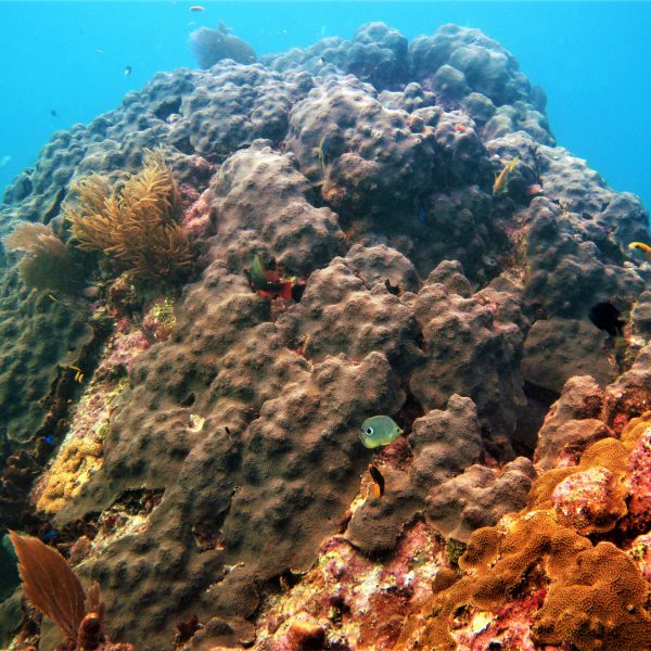 Threatened Corals in the Gulf of Mexico