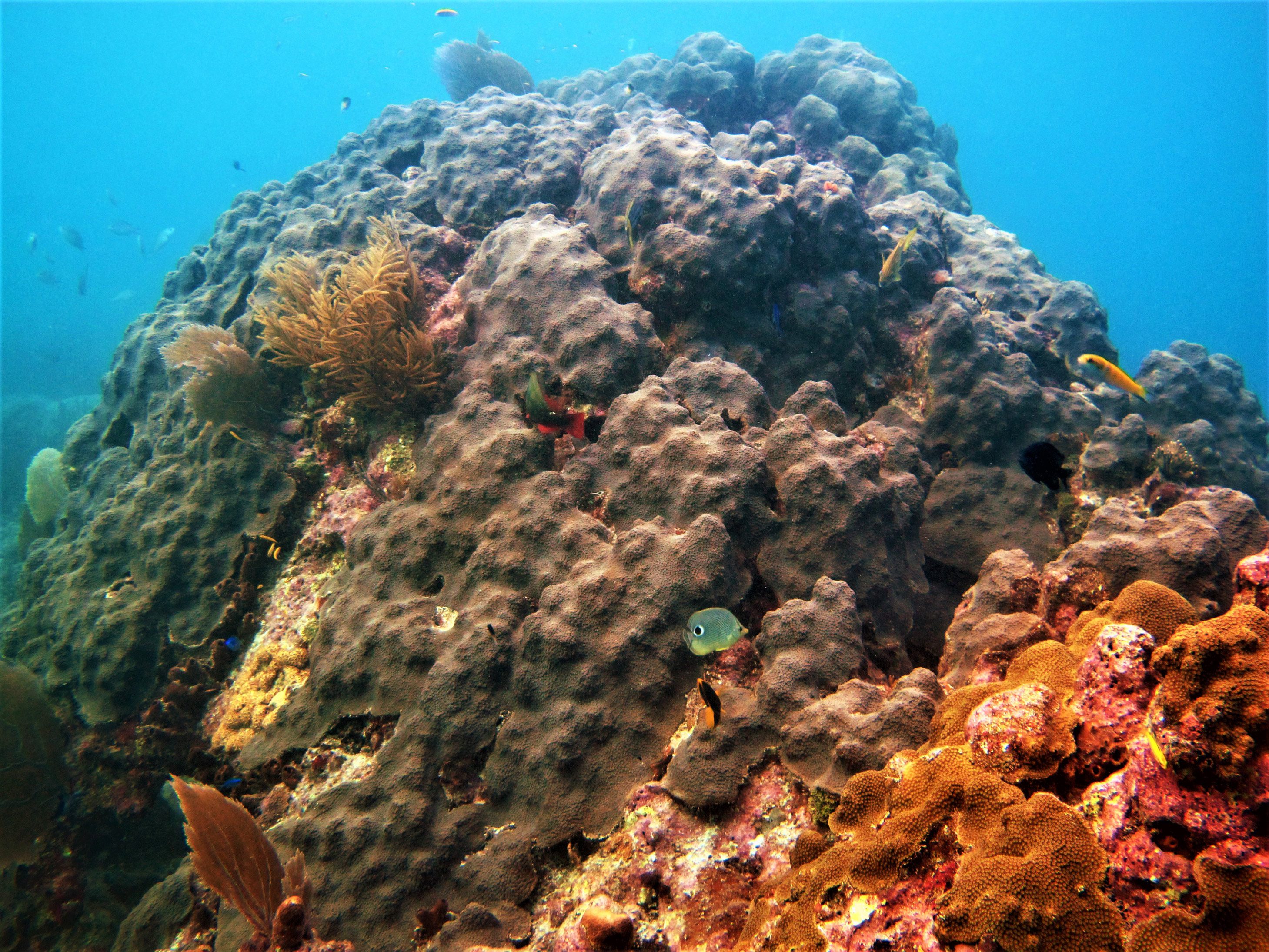 Threatened Corals in the Gulf of Mexico