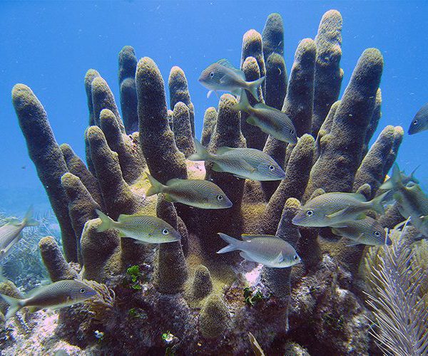 Life History and Climate Change Impact to ESA-listed Corals