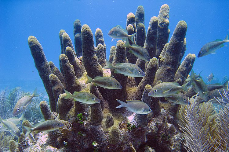 Life History and Climate Change Impact to ESA-listed Corals