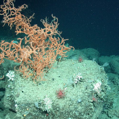 Predictive Modeling of Deep-sea Coral Habitat