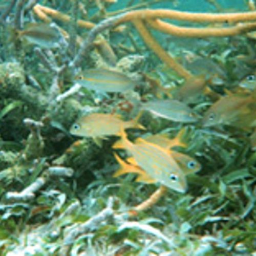 Essential Fish Habitat 5-Year Review