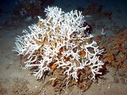 A closer look at the Ivory Tree Coral