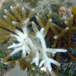 diseased staghorn coral