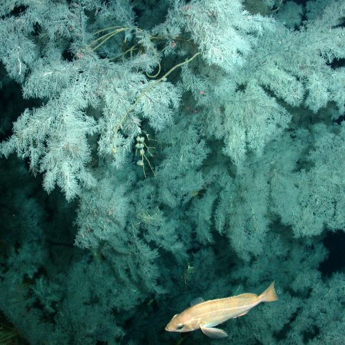 Deep Sea Black Corals