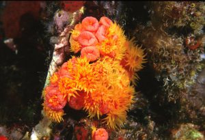 Invasive orange cup corals