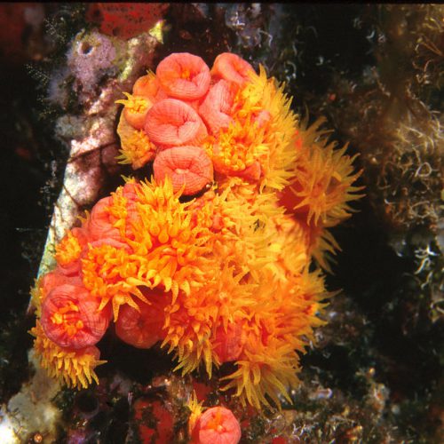 Coral Reef Invasive Species