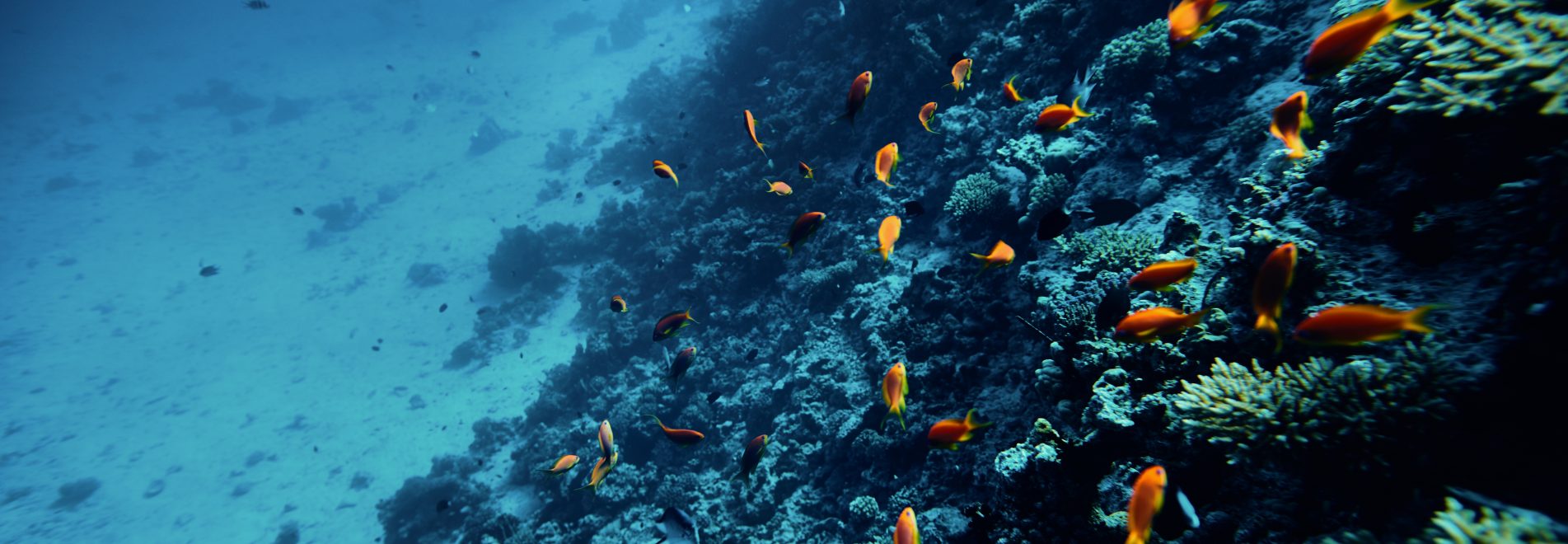 Soft coral background