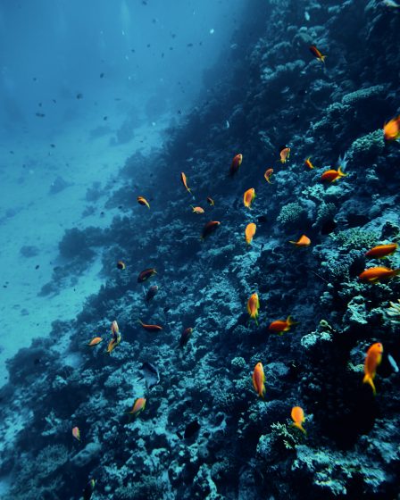 Soft coral background