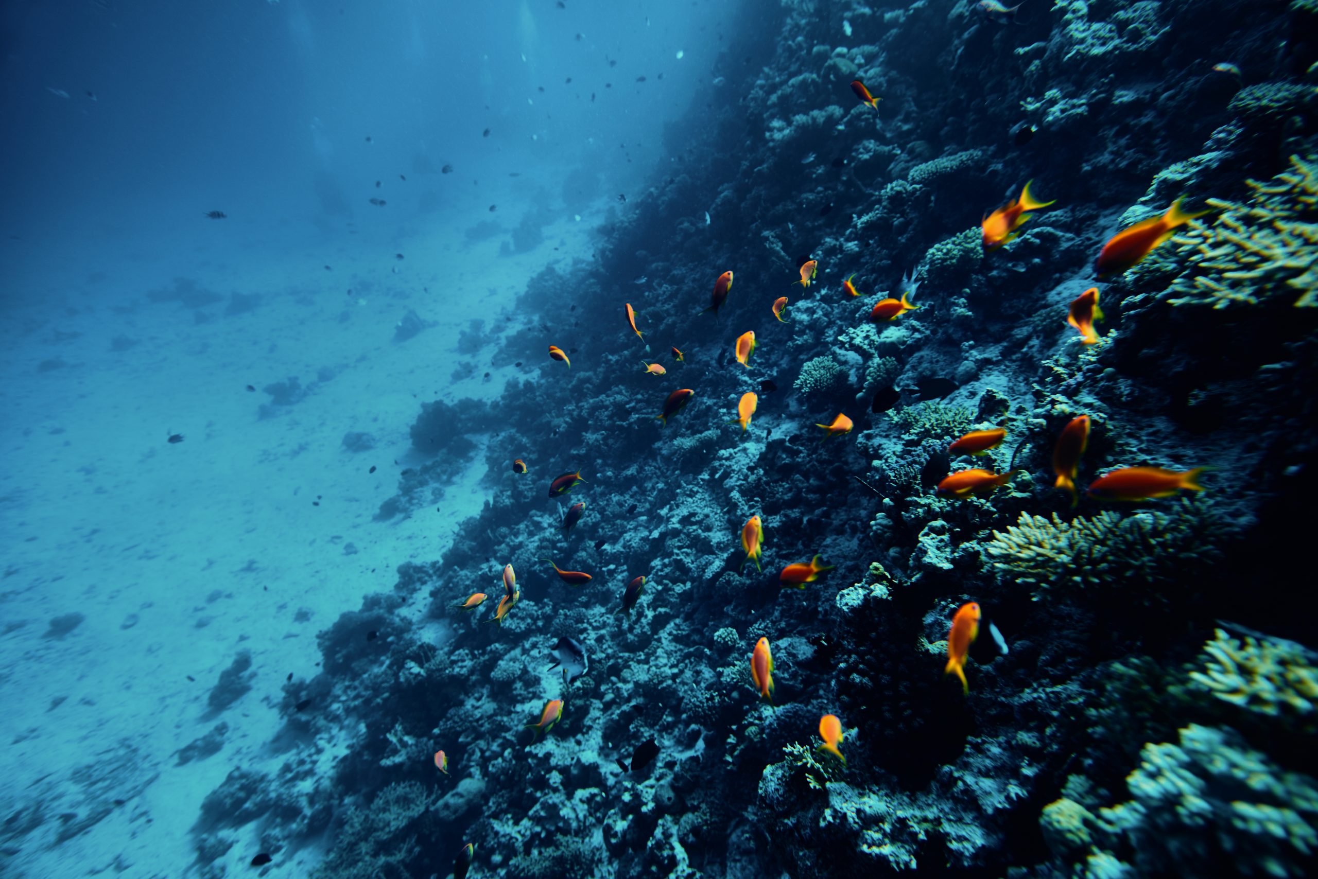 Soft coral background
